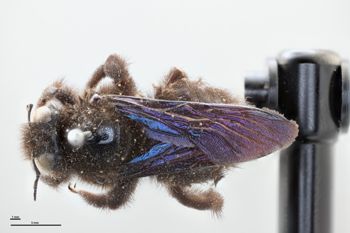 Media type: image;   Entomology 810629 Aspect: habitus dorsal view
